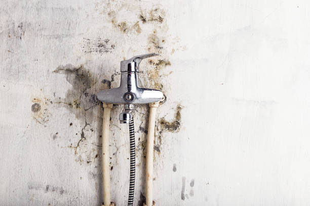 Best Insurance-Related Mold Remediation in Covina, CA
