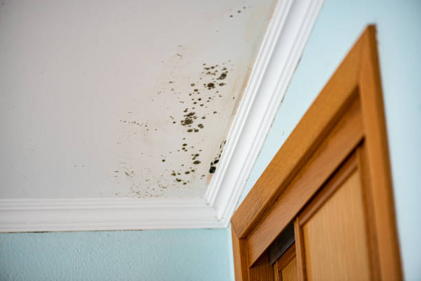 Best Bathroom Mold Remediation in Covina, CA