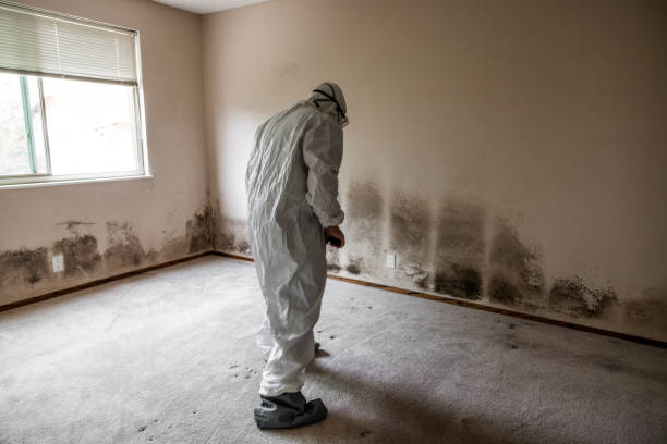 Best Kitchen Mold Remediation in Covina, CA