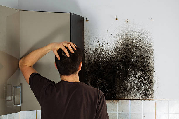 Best Basement Mold Remediation in Covina, CA