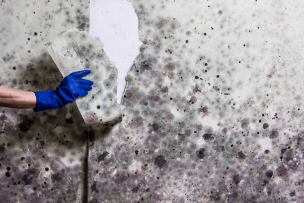 Best Commercial Mold Remediation in Covina, CA