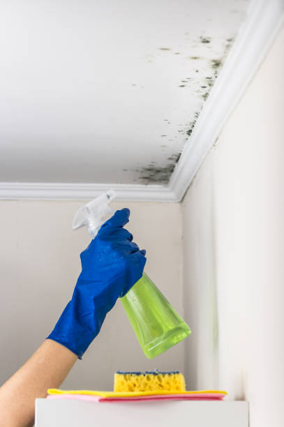 Covina, CA Mold Remediation Company