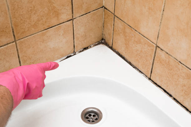 Best Emergency Mold Remediation in Covina, CA
